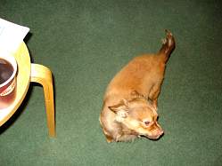 rufus008.jpg