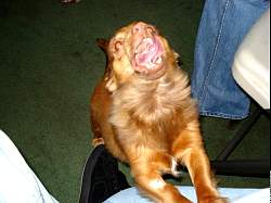 rufus009.jpg