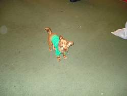 rufus010.jpg