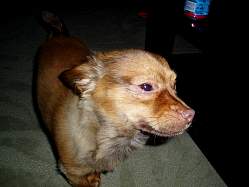 rufus012.jpg