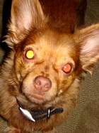 rufus015.jpg
