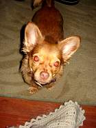 rufus016.jpg