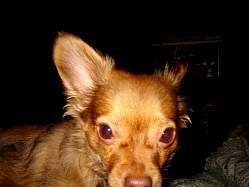 rufus018.jpg
