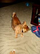 rufus021.jpg