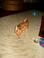 rufus022.jpg