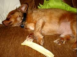 rufus031.jpg